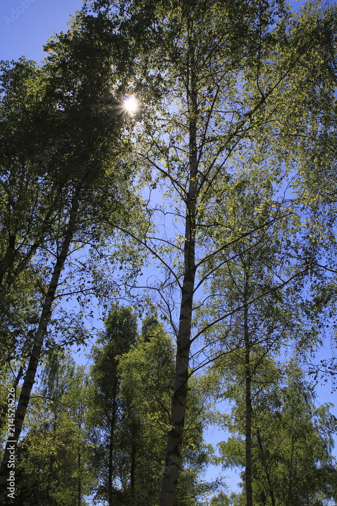 Fototapeta premium großer Baum mit frischem Laub im Frühjahr, die Sonne scheint durch die Blätter