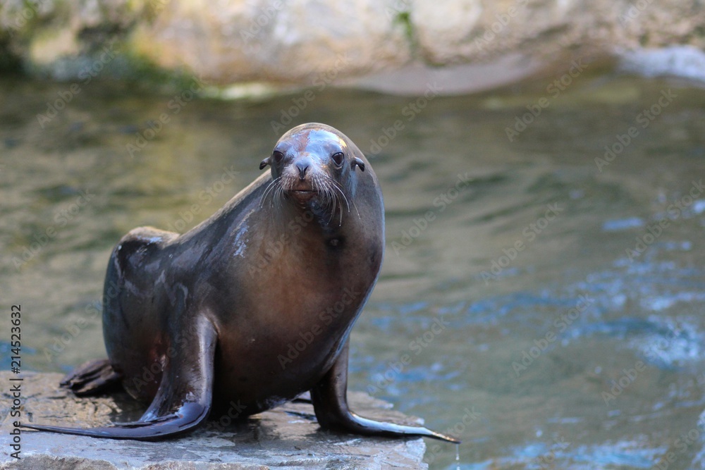 Naklejka premium Seehund