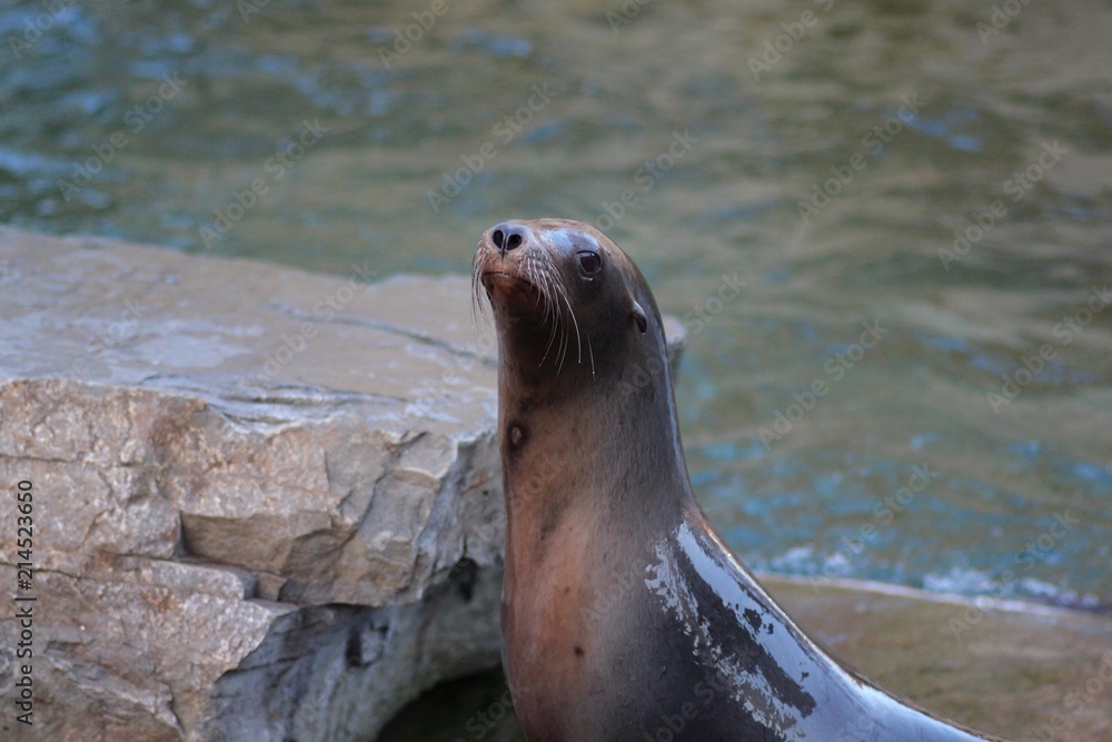 Naklejka premium Seehund