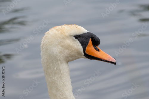 Close up view of a Swan's head
