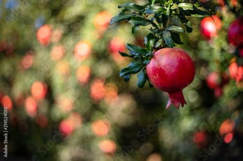 A single stand-out pomegranate fruit in soft sunset light, with others blurred on the background and space for text