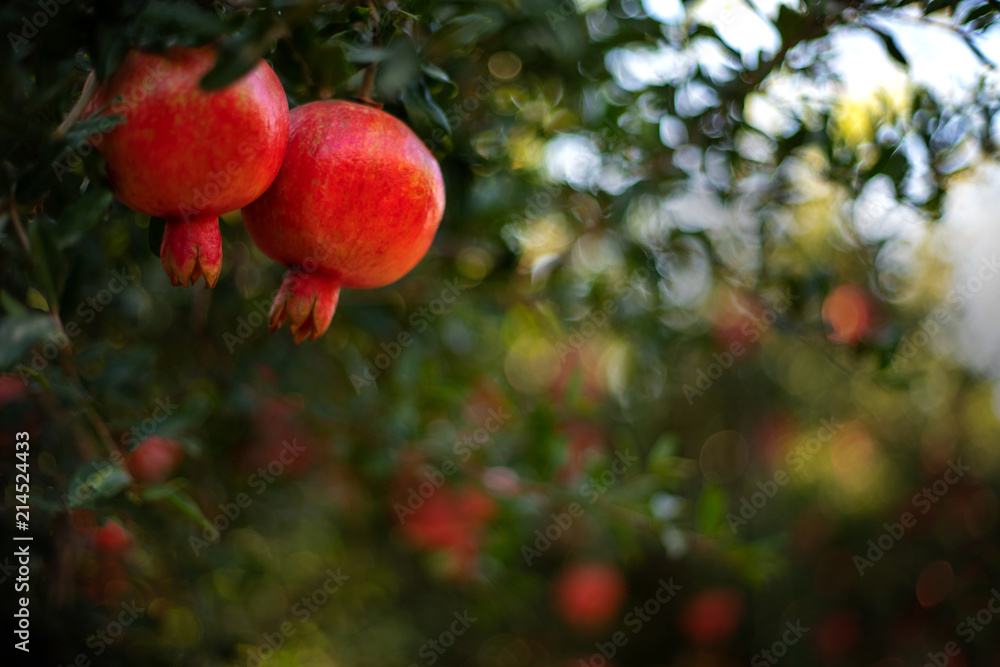 Pomegranate fruits in soft sunset light, with garden blurred on the background and space for text Pomegranate fruits in soft sunset light, with garden blurred on the background and space for text