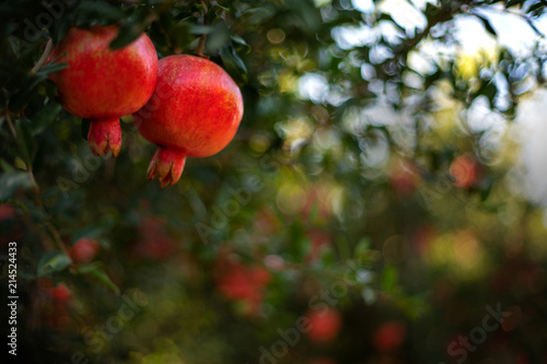 Pomegranate fruits in soft sunset light, with garden blurred on the background and space for text
