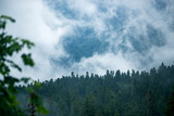 Forest covered with clouds after rain