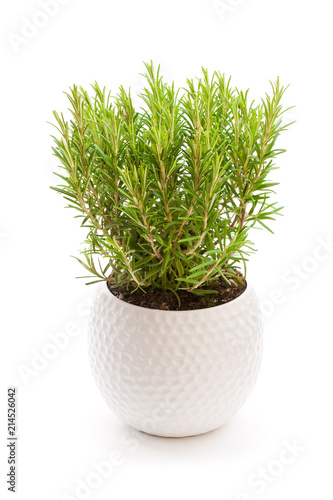 rosemary  plant in the flower pot isolated on white background