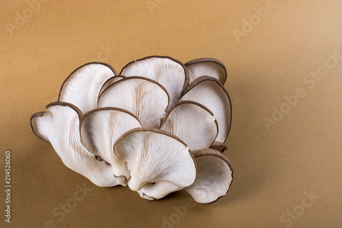 Oyster mushroom or Pleurotus ostreatus mushroom photo