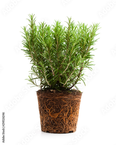 rosemary  plant with roots isolated on white background