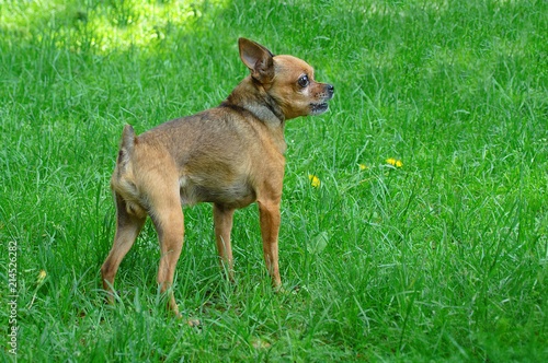 A dog breeds that terrier on a green lawn. © Iuliia Alekseeva