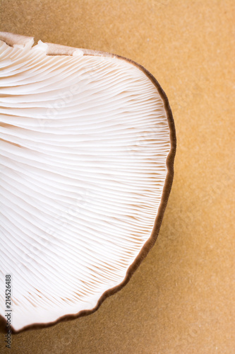 Oyster mushroom or Pleurotus ostreatus mushroom photo