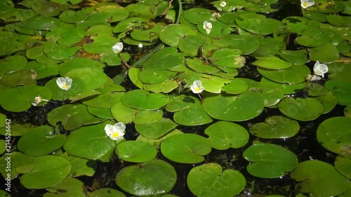 Hydrocharis morsus-ranae, frogbit, is a flowering plant. Beautiful scenery of wildlife on Lake Kugurluy, Ukraine. photo