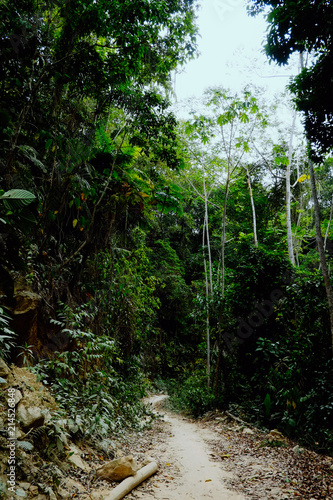 Santa Marta, Magdalena / Colombia - MARCH 10 2016 : jungle path across tribal land photo