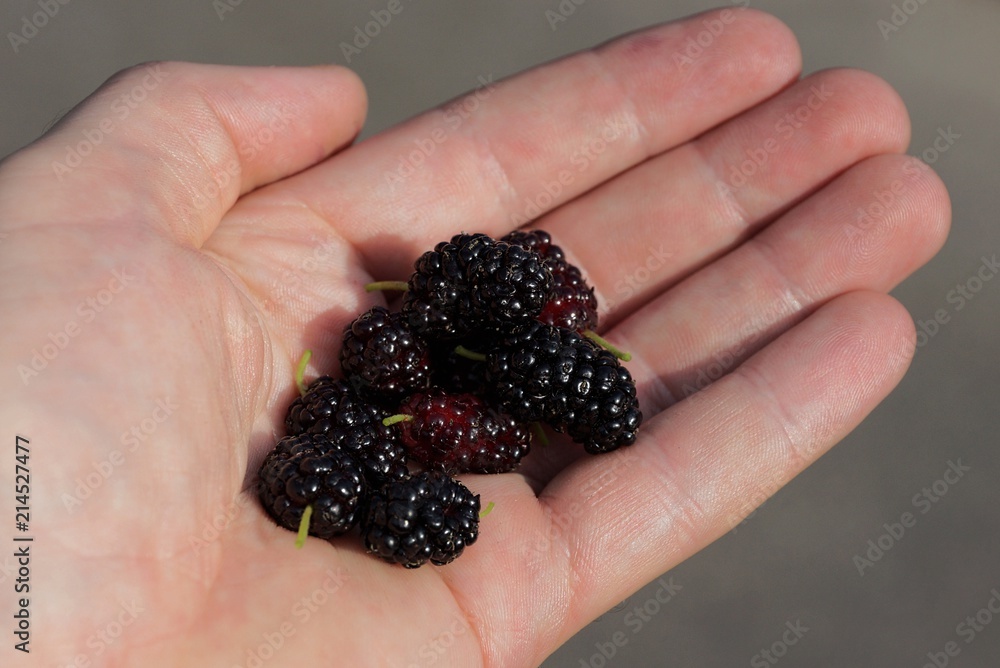 black mulberry berries on the palm of the hand