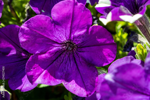 Beautiful violet flower in macro.