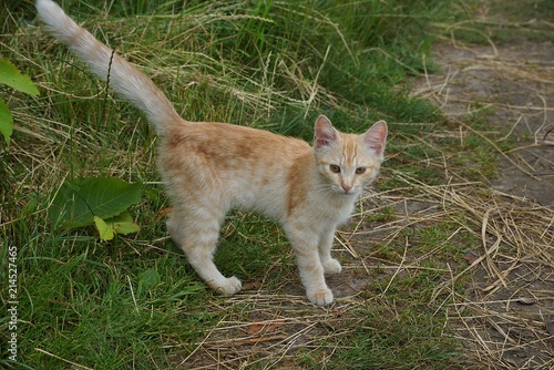 small red kitten standing on green grass