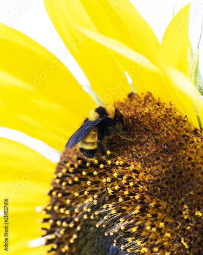 Bumblee on a Sunflower photo