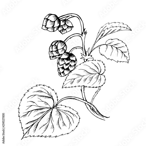 Doodle hops plant black outline 