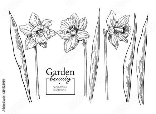 Daffodil flower and leaves drawing. Vector hand drawn engraved f