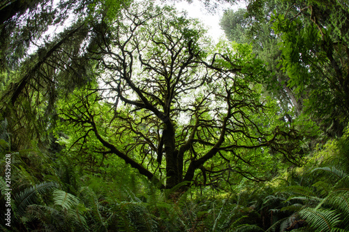 Beautiful  Lush Growth in Redwood National Park  California