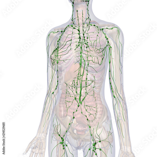 Lymphatic System Internal Anatomy in Female Chest and Abdomen