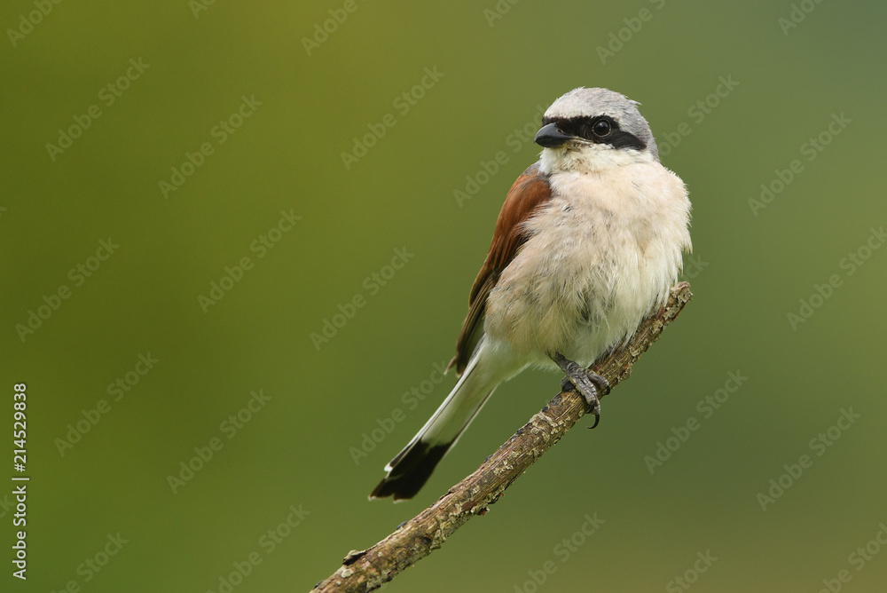 Red-backed Shrike (Lanius collurio) Red-backed Shrike (Lanius collurio)