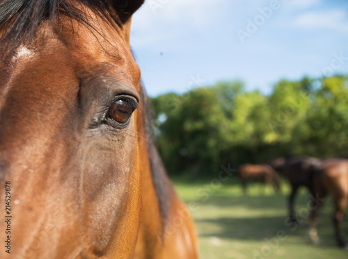 Horse on the meadow with selective focus on his eye.