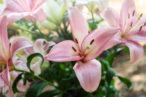 Fototapeta Naklejka Na Ścianę i Meble -  Beautiful blooming lily flowers in garden, closeup