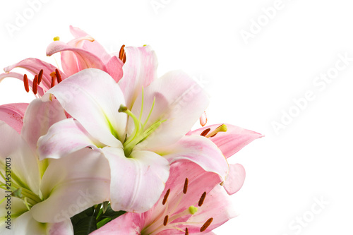 Fototapeta Naklejka Na Ścianę i Meble -  Beautiful blooming lily flowers on white background