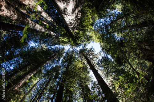 Redwood Trees and Canopy in Northern California photo