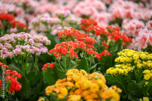 Beautiful blooming kalanchoe flowers, closeup. Tropical plant
