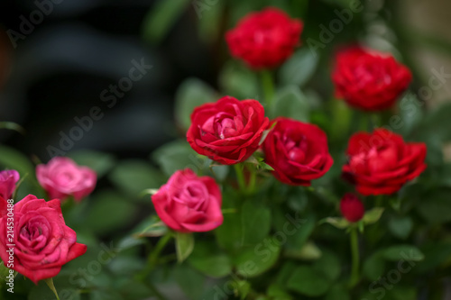 Beautiful blooming roses  closeup