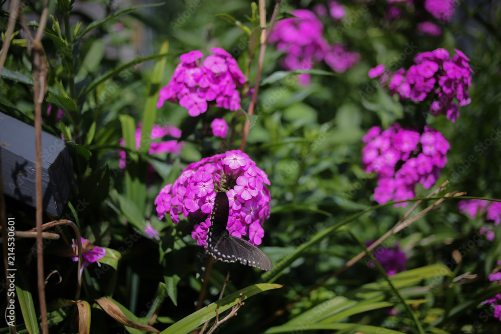 Purple Violet Garden Phlox Flower Blossoms in a Perennial Garden Purple Violet Garden Phlox Flower Blossoms in a Perennial Garden