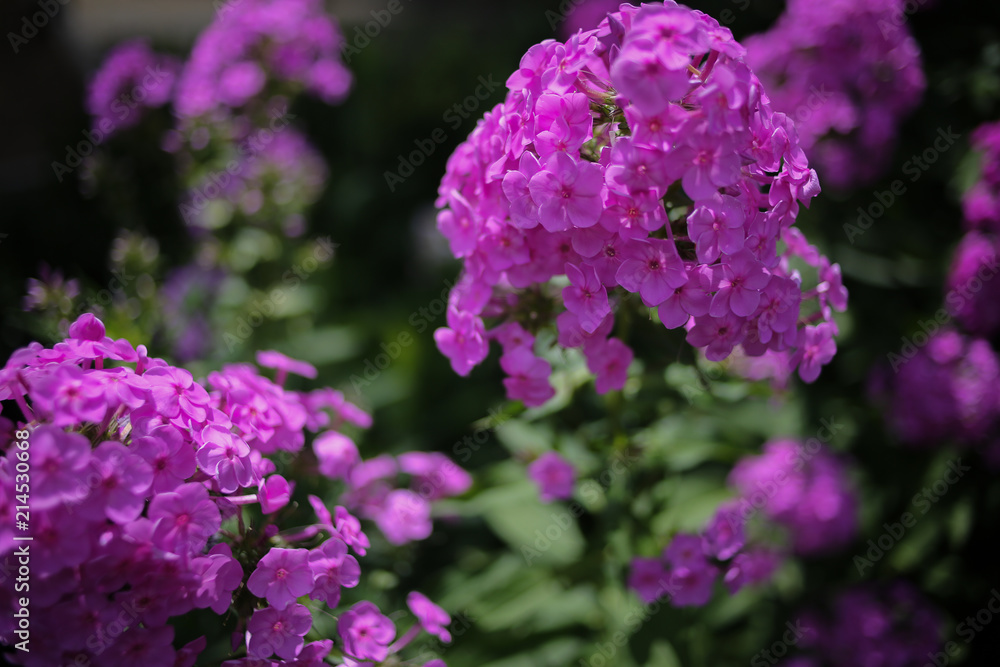 Purple Violet Garden Phlox Flower Blossoms in a Perennial Garden Purple Violet Garden Phlox Flower Blossoms in a Perennial Garden