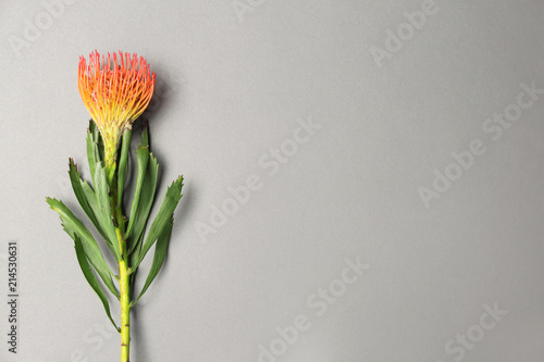 Beautiful protea flower on gray background. Tropical plant