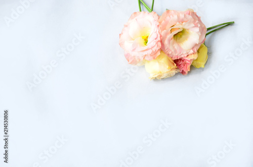 White and colored flowers on a white background, for your text