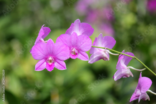 beautiful purple orchid flower