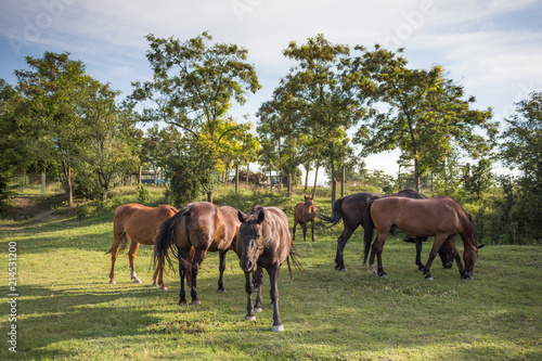 Horses on the meadow at animal shelter.