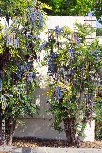 Two Leatherleaf Mahonia Evergreen Trees growing against a fence photo