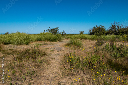 open field under the clear blue sky filled with green grasses and small bushes