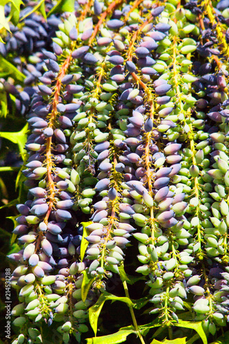 Closeup bluish grape like clusters of Leatherleaf Mahonia evergreen tree also known as Mahonia Bealei, or Beale’s Barberry shrub originally from China photo