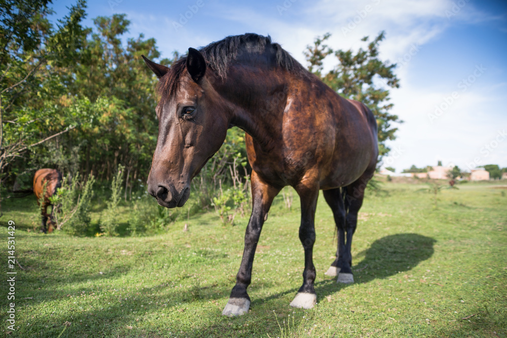 Horse on the meadow at animal shelter. Horse on the meadow at animal shelter.