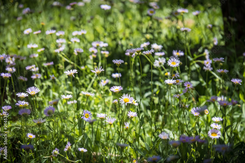 Fototapeta premium White Wildflowers Along The Trail To Inspiration Point - Lake Alpine, Ebbetts Pass