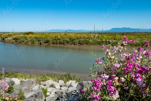 river bank covered in wild flowers and big rocks under the blue sky