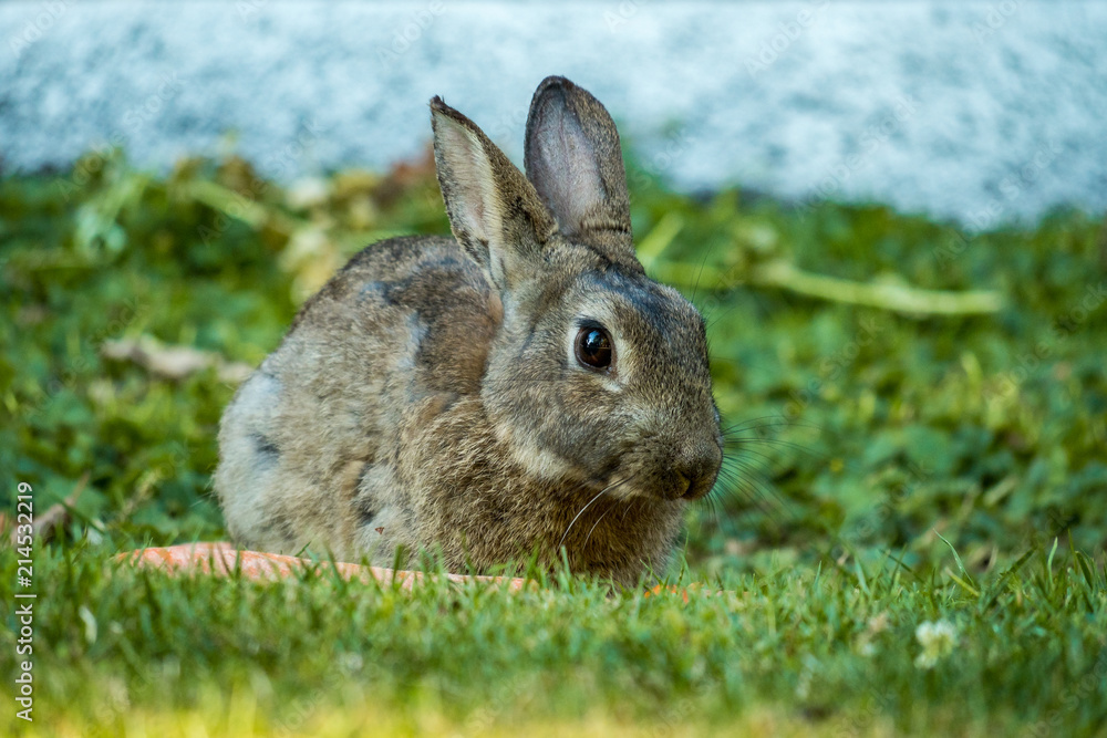 Fototapeta premium close up of brown rabbit sitting besides a carrot on the grass