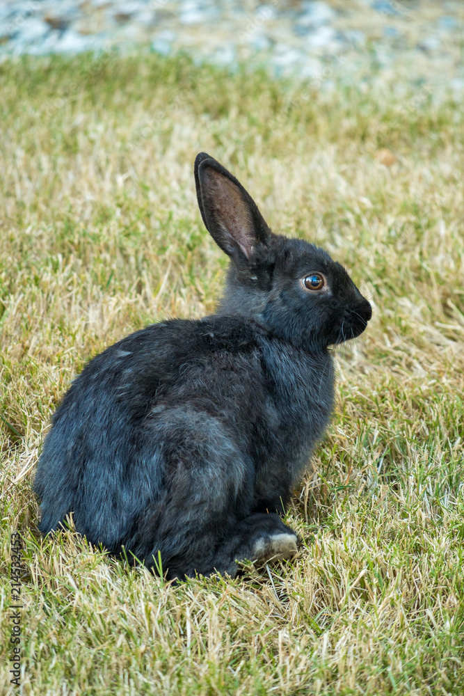 black rabbit resting on the dry grass field in the shade black rabbit resting on the dry grass field in the shade