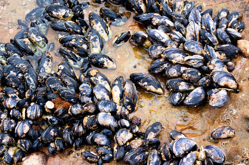 Cluster of black muscle shells attached to a rock during low tide at Laguna Beach California tide pool.