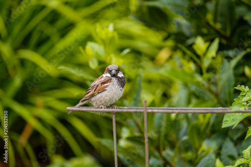 male sparrow resting on the metal frame in the garden looking at your way