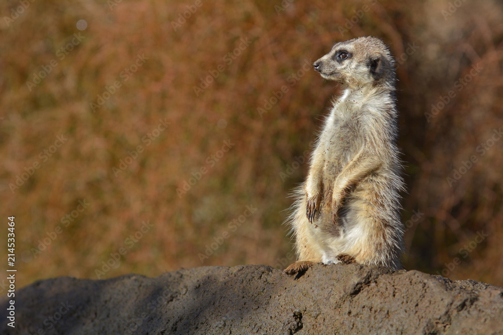 Fototapeta premium Meerkat Suricata suricatta standing on a rock looking away