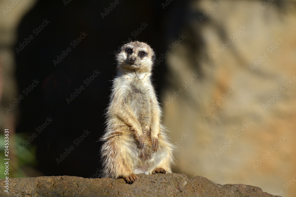 Fototapeta premium Meerkat Suricata suricatta standing on a rock looking at the camera
