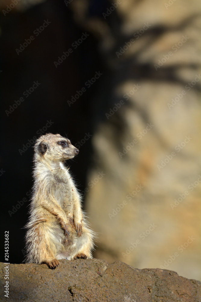 Fototapeta premium Meerkat Suricata suricatta standing on a rock looking away