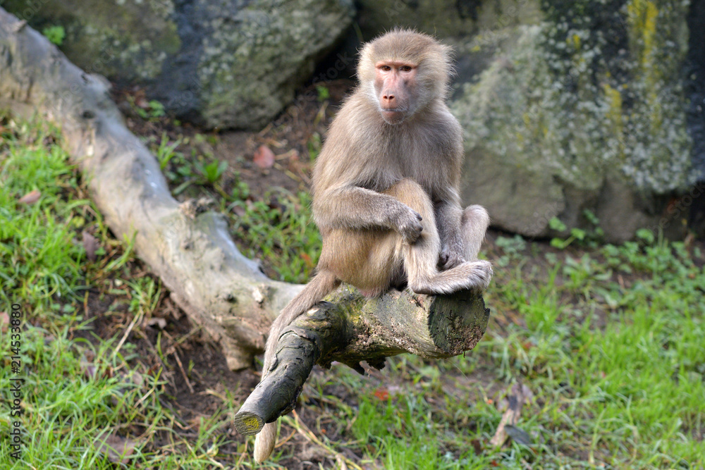 Naklejka premium Female Hamadryas baboon sits on a tree log